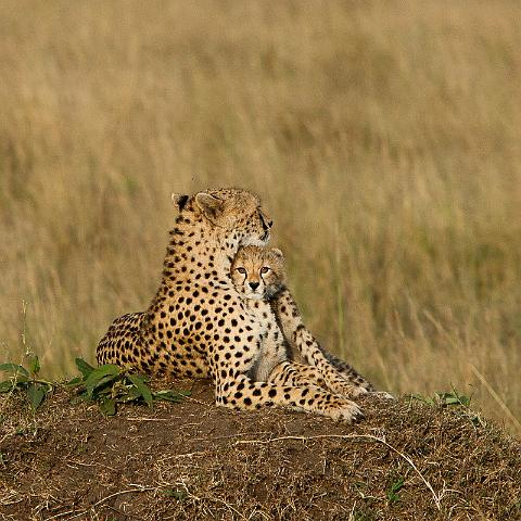015 Kenia, Masai Mara, jachtluipaarden.jpg